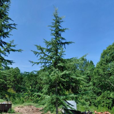 Cedrus deodara