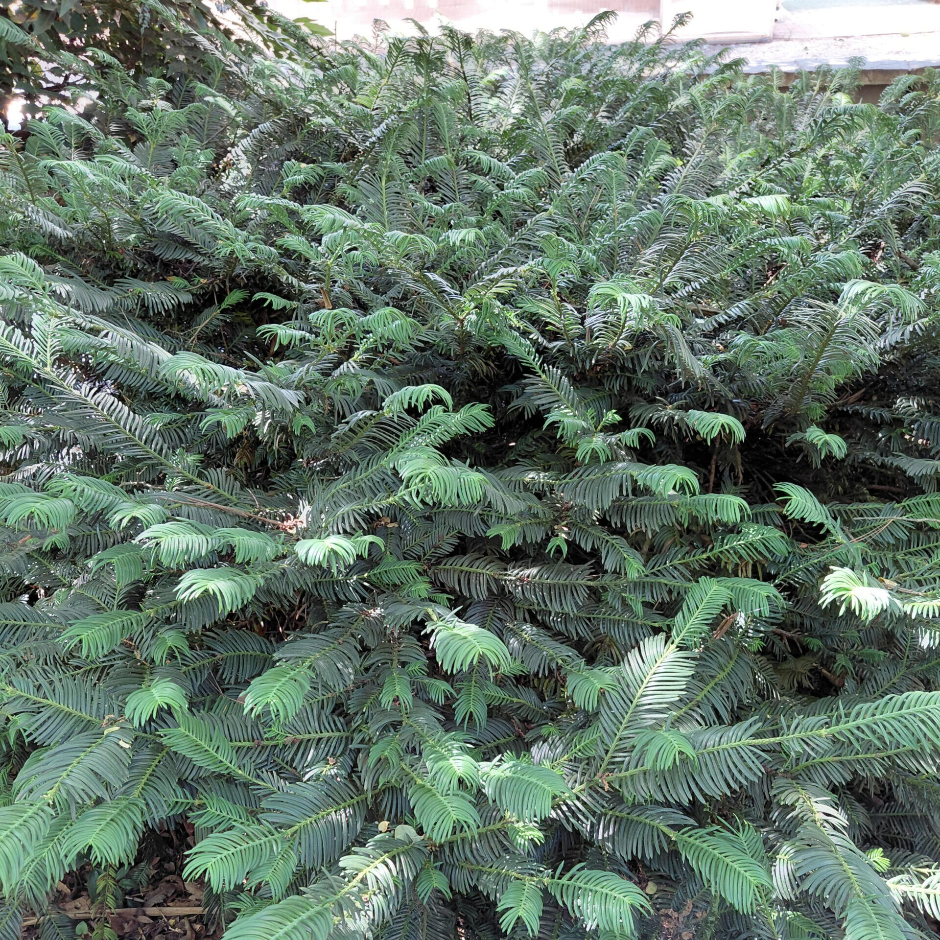 Cephalotaxus harringtonia 'Duke Gardens'