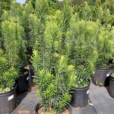 Cephalotaxus harringtonia 'Fastigiata'