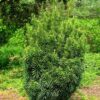 Cephalotaxus harringtonia 'Fastigiata'