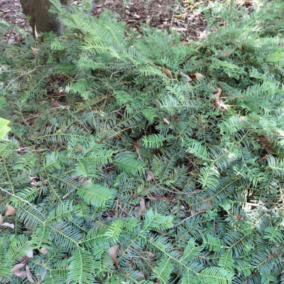 Cephalotaxus harringtonia 'Prostrata'