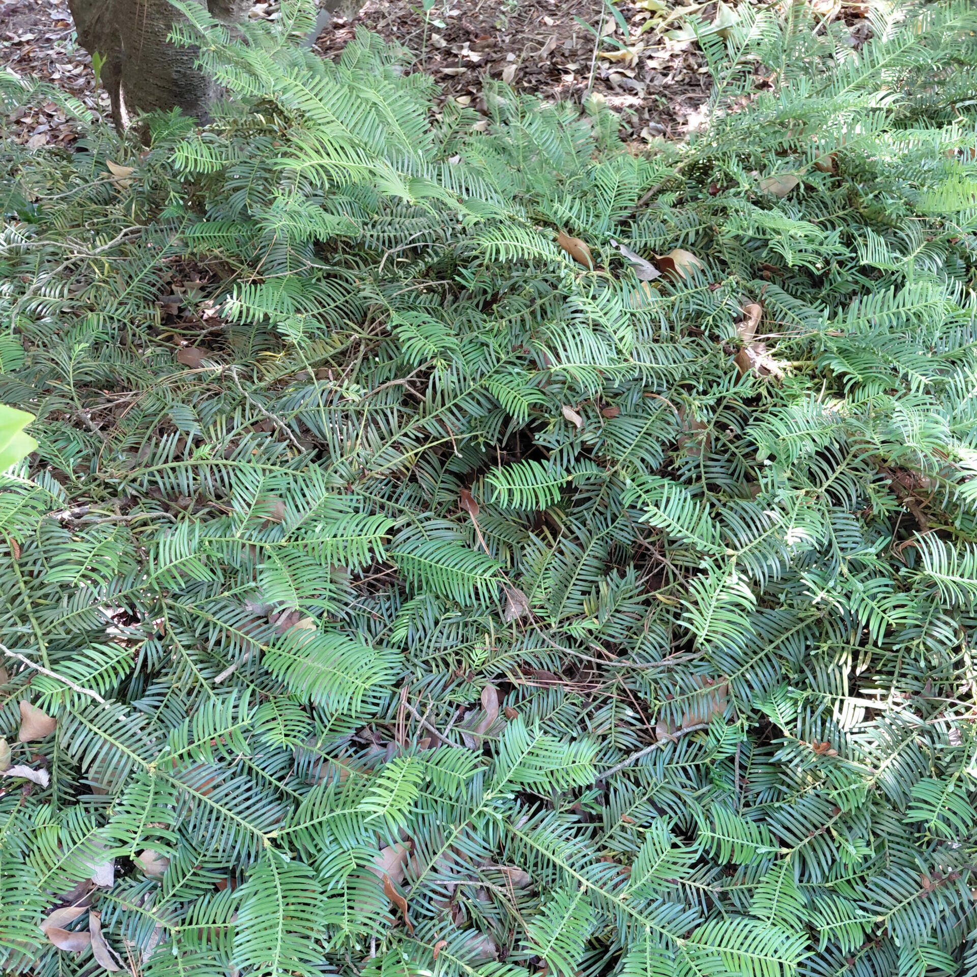 Cephalotaxus harringtonia 'Prostrata'