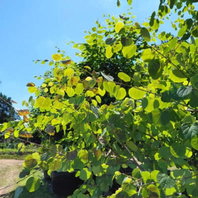 Cercidiphyllum japonicum