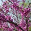 Cercis canadensis 'Alley Cat' - Image 2