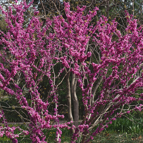 Cercis chinensis ‘Don Egolf’ | Kiefer Nursery: Trees, Shrubs, Perennials