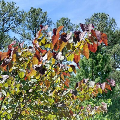 Cercis canadensis 'Forest Pansy'