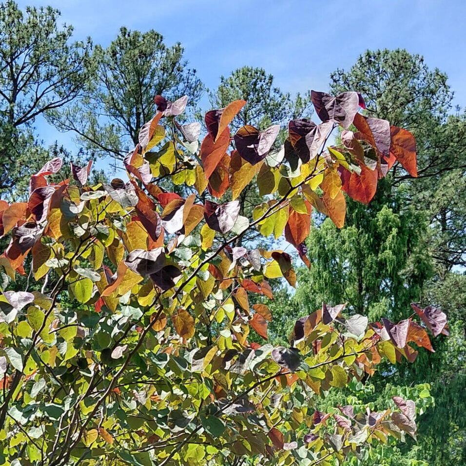 Cercis canadensis 'Forest Pansy'