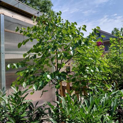 Cercis canadensis var. texensis 'Oklahoma'