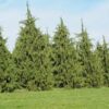 Chamaecyparis nootkatensis 'Pendula'