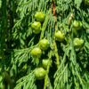 Chamaecyparis nootkatensis 'Pendula' - Image 3
