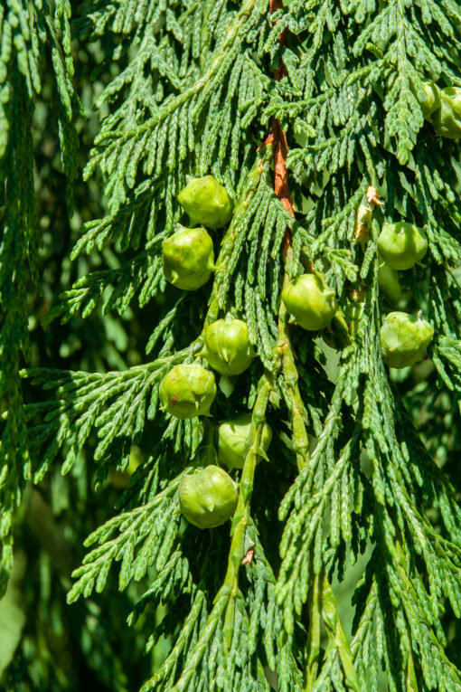 Chamaecyparis nootkatensis 'Pendula' - Image 3