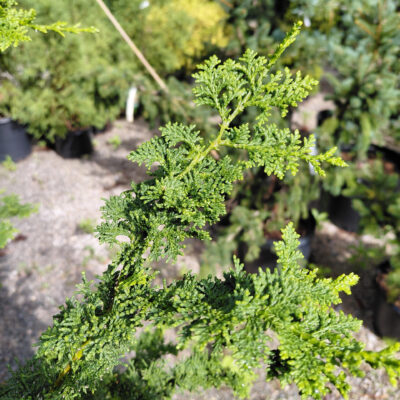 Chamaecyparis obtusa 'Filicoides'