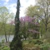 Chamaecyparis nootkatensis 'Green Arrow' - Image 2