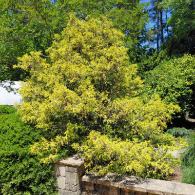Chamaecyparis pisifera 'Lemon Thread'