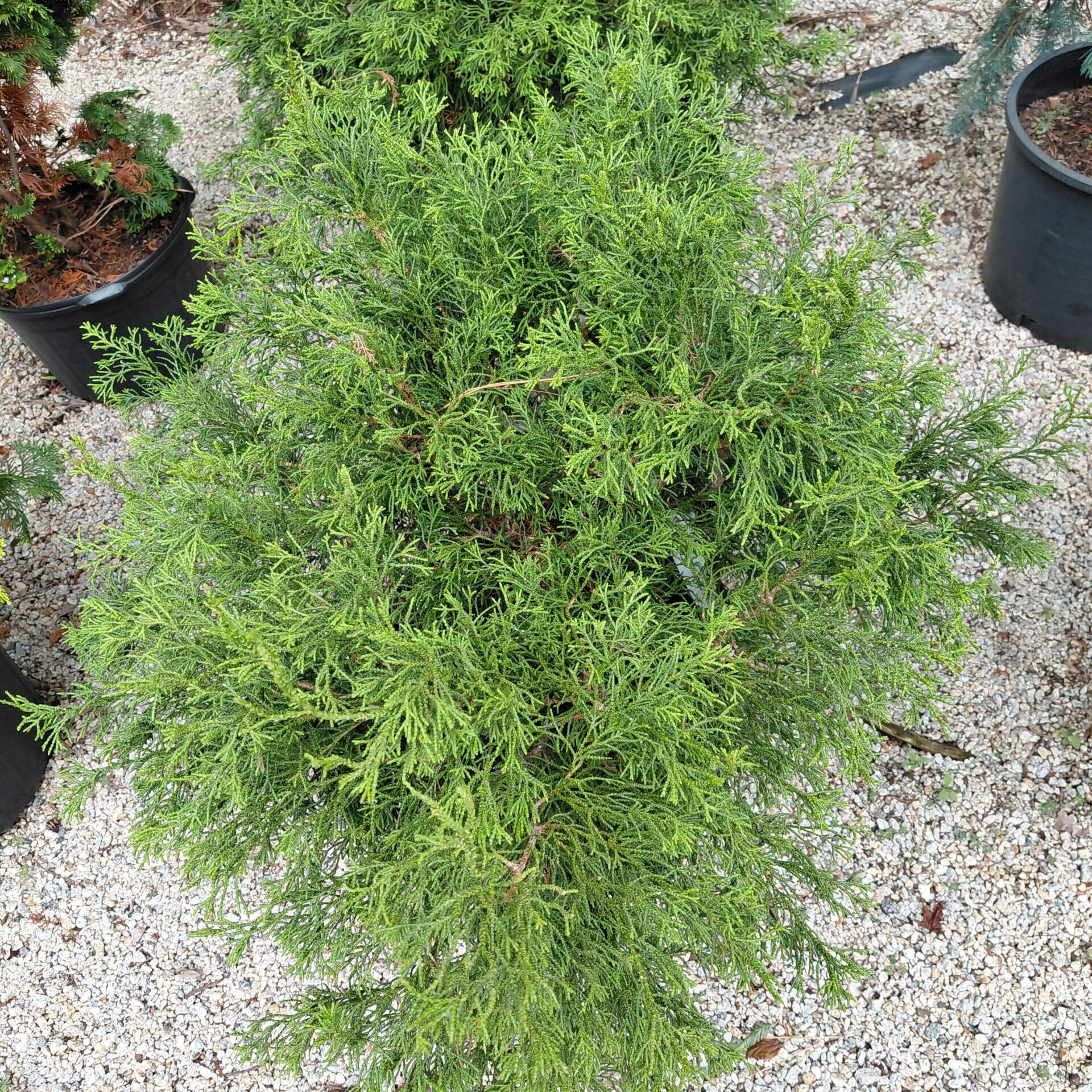 Chamaecyparis obtusa 'Torulosa' - Kiefer Nursery: Trees, Shrubs, Perennials