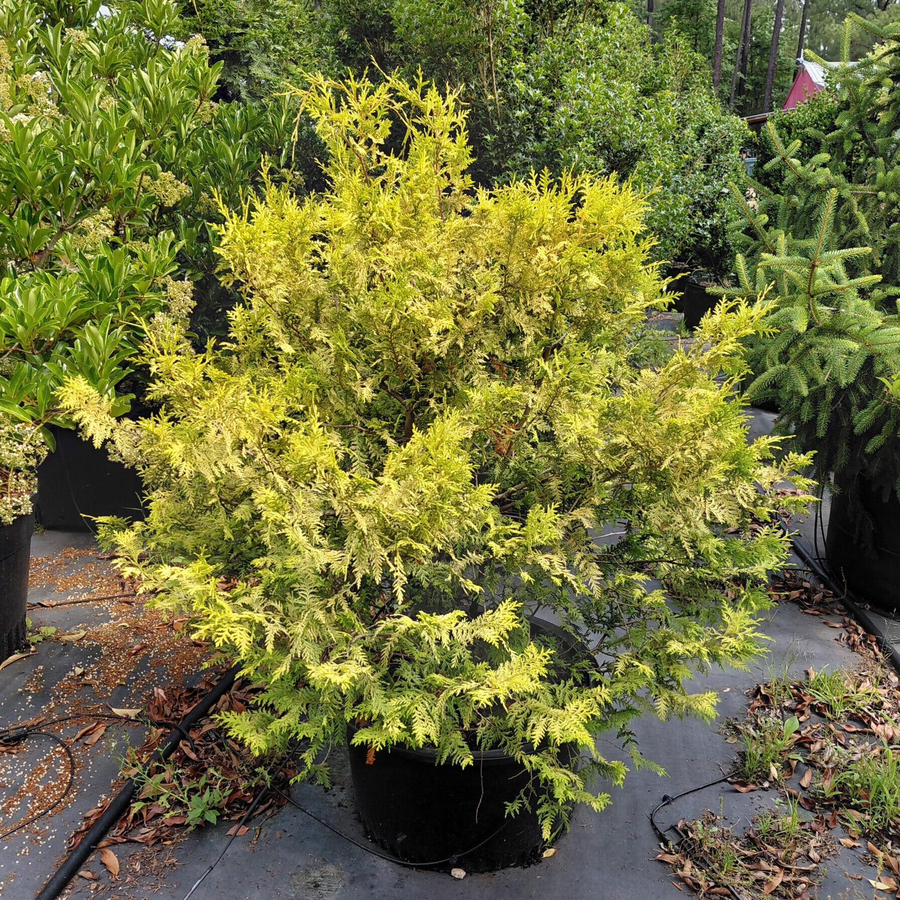 Chamaecyparis pisifera 'Vintage Gold'
