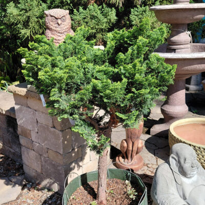 Chamaecyparis obtusa 'Nana Gracilis' (Standard Form)