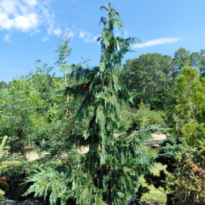 Chamaecyparis nootkatensis 'Glauca Pendula'