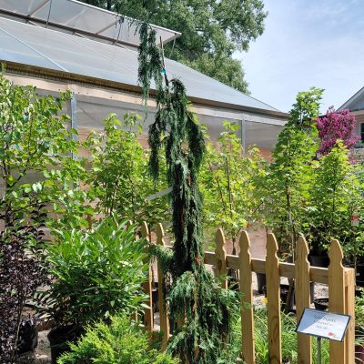 Chamaecyparis nootkatensis 'Green Arrow'