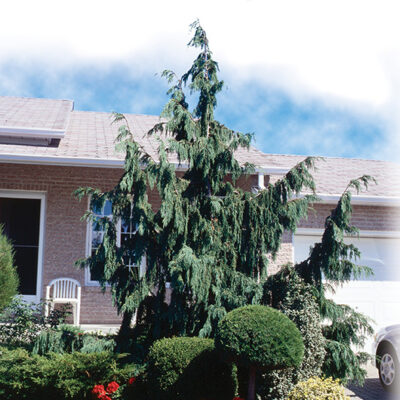 Chamaecyparis nootkatensis 'Pendula'