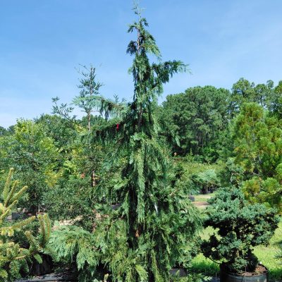 Chamaecyparis nootkatensis 'Pendula'