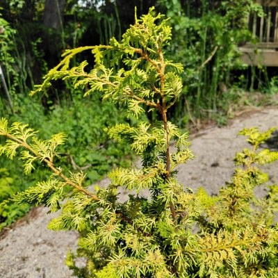 Chamaecyparis obtusa 'Fernspray Gold'