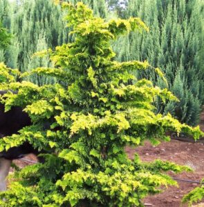 Chamaecyparis obtusa ‘Fernspray Gold’ | Kiefer Nursery: Trees, Shrubs ...