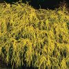 Chamaecyparis pisifera 'Lemon Thread'