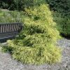 Chamaecyparis pisifera 'Lemon Thread' - Image 2