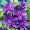 Clematis 'The President'