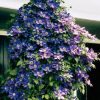 Clematis 'The President' - Image 2