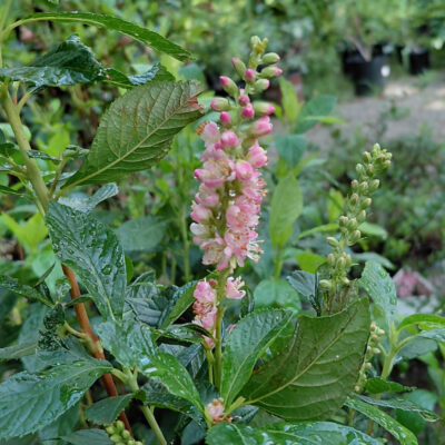 Clethra alnifolia 'Ruby Spice'