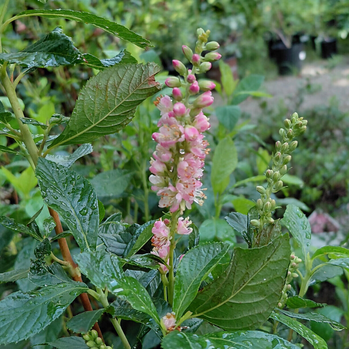 Clethra alnifolia 'Ruby Spice'