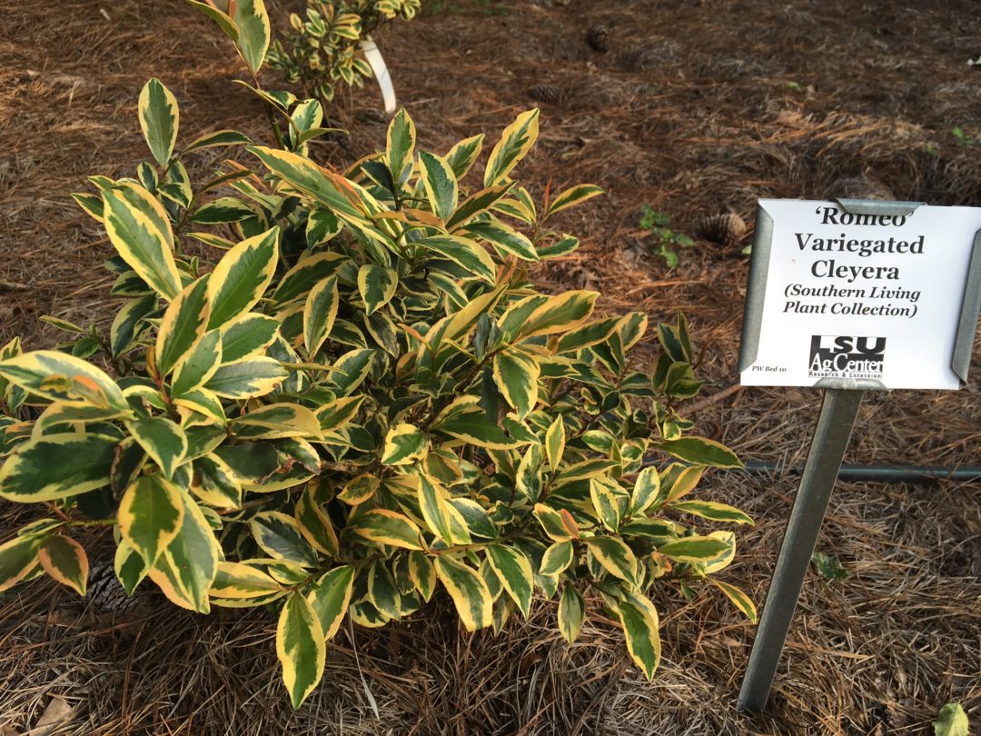 Cleyera japonica ‘Variegata’ | Kiefer Nursery: Trees, Shrubs, Perennials