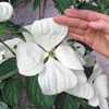 Cornus 'Kn30 8' Venus