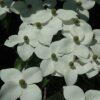 Cornus florida 'Appalachian Mist'