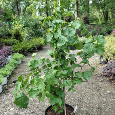 Corylus avellana 'Contorta'