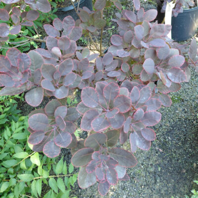 Cotinus coggygria 'Royal Purple'