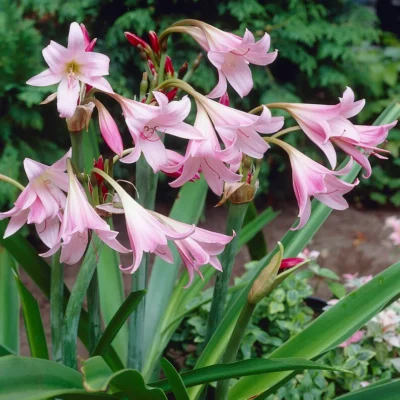 Crinum x powellii