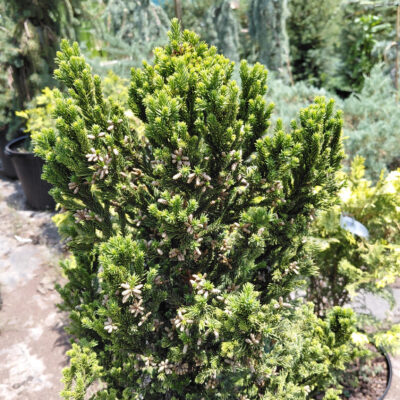 Cryptomeria japonica 'Black Dragon'