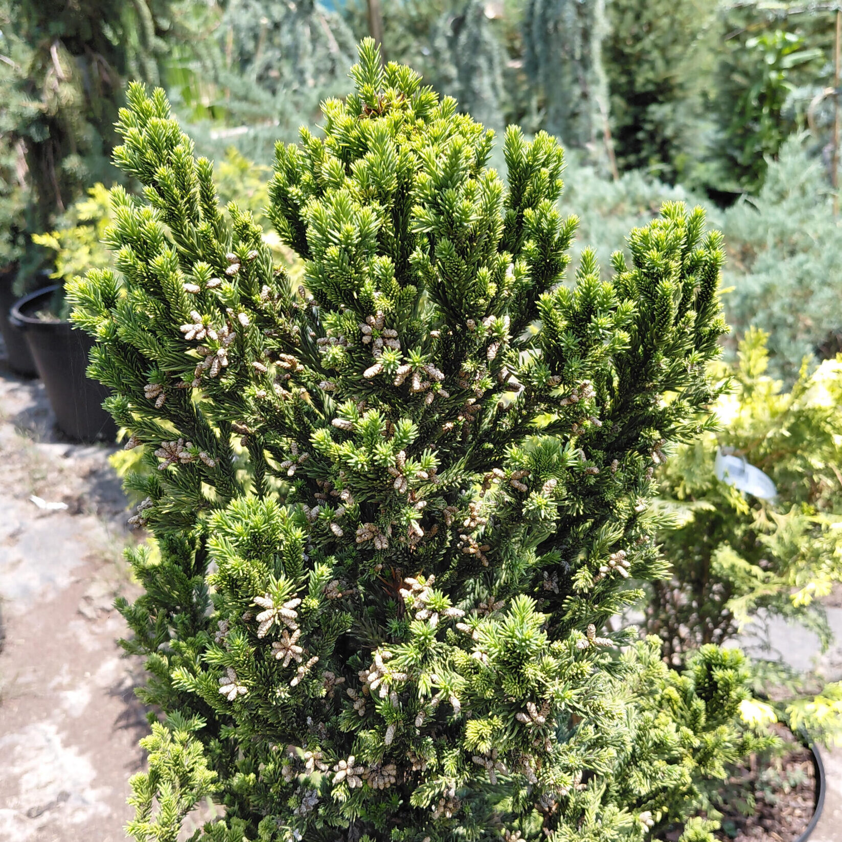 Cryptomeria japonica 'Black Dragon'
