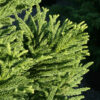 Cryptomeria japonica 'Giokumo' - Image 2