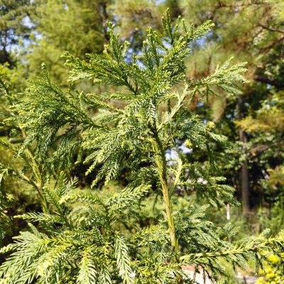 Cryptomeria japonica 'Sekkan'