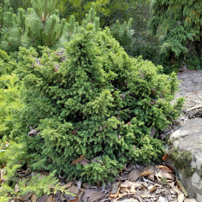 Cryptomeria japonica 'Tansu'