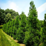 Kiefer Nursery: Trees, Shrubs, Perennials 