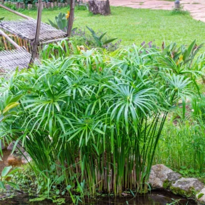 Cyperus alternifolius