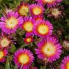 Delosperma Wheels of Wonder® Hot Pink