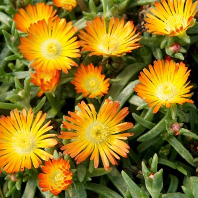 Delosperma Wheels of Wonder® Orange Wonder | Kiefer Nursery: Trees ...