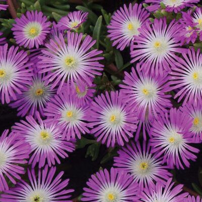 Delosperma  Wheels of Wonder® Violet Wonder