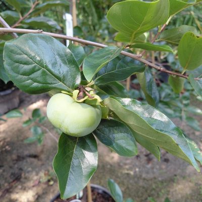 Diospyros kaki 'Fuyu'